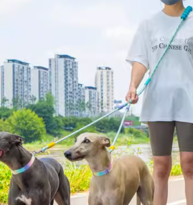 Dual Dog Leash No-Tangle | Hands-Free Waist & Crossbody Double Leash