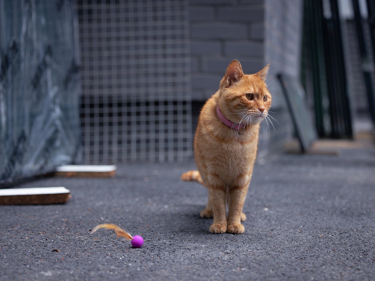 PAWS CLUB PET STORE | Upgrade your pet's lifestyle