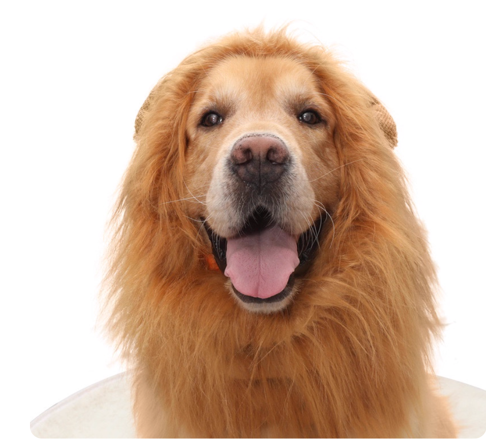 Lion Mane Wig Hat for Medium & Large Dogs