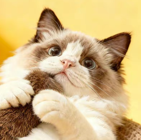 Rabbit Fur Cat Toy | Interactive Silver Vine Fruit Gall Play