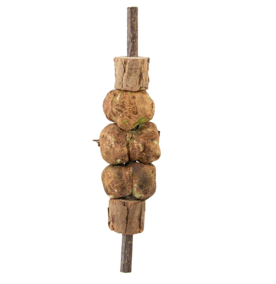 CATWANT Silvervine Gall Fruit Freeze-Dried Skewer – Natural Chew & Play Toy for Cats (XL Size)