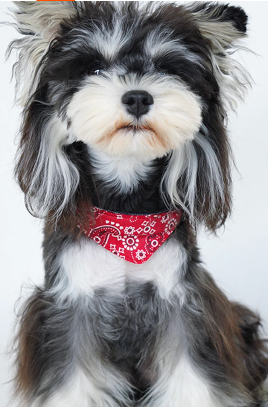 Vintage Leather Pet Bandana Collar – Safety ID Tag