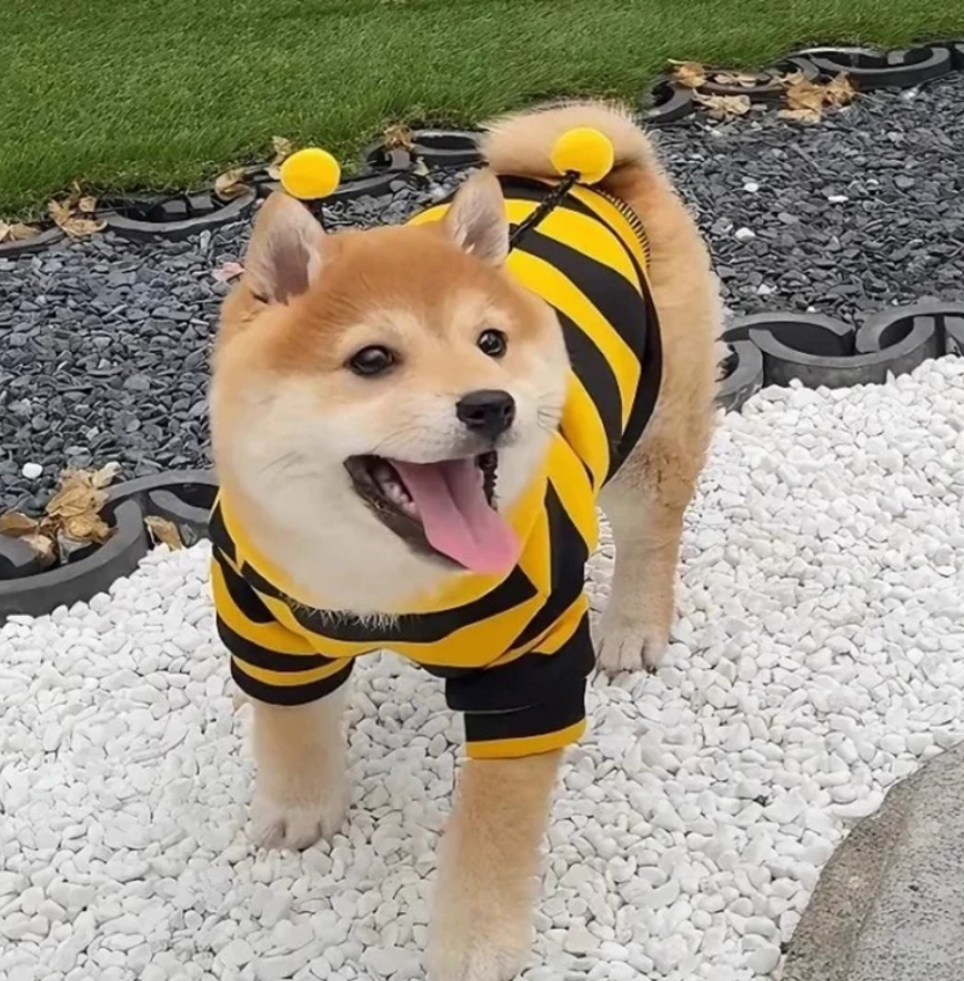 Cute Bee Warm Hoodie for Dogs & Cats – Cozy Pet Clothing