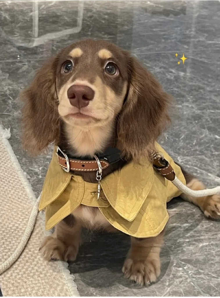 Pet Wear | Dachshund & Small Dog Cape Coat | British Style | Cheese Yellow