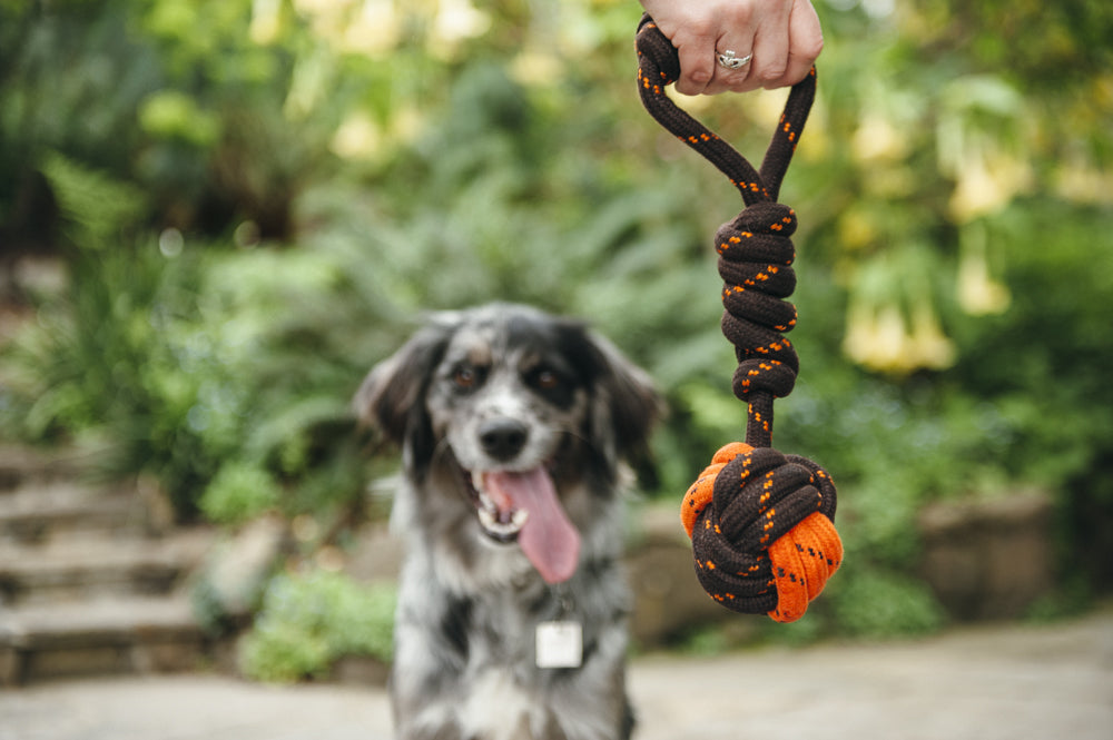 P.L.A.Y.’s Scout & About Tug Ball Rope Toy - Durable Cotton Fetch & Tug Game