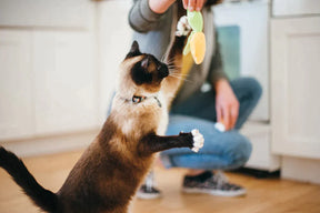 P.L.A.Y.  Feline Frenzy - Cat Toy Food Collection PAWS CLUB