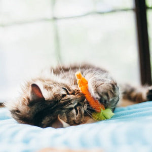 P.L.A.Y. Feline Frenzy - Farm to Tabby (3)