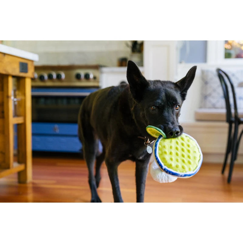 Black dog holding the P.L.A.Y. Pup-arita Margarita Dog Toy in its mouth indoors.