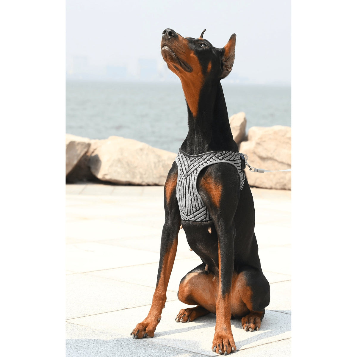 PETKIT Air Fly Dog Harness - PAWS CLUB
