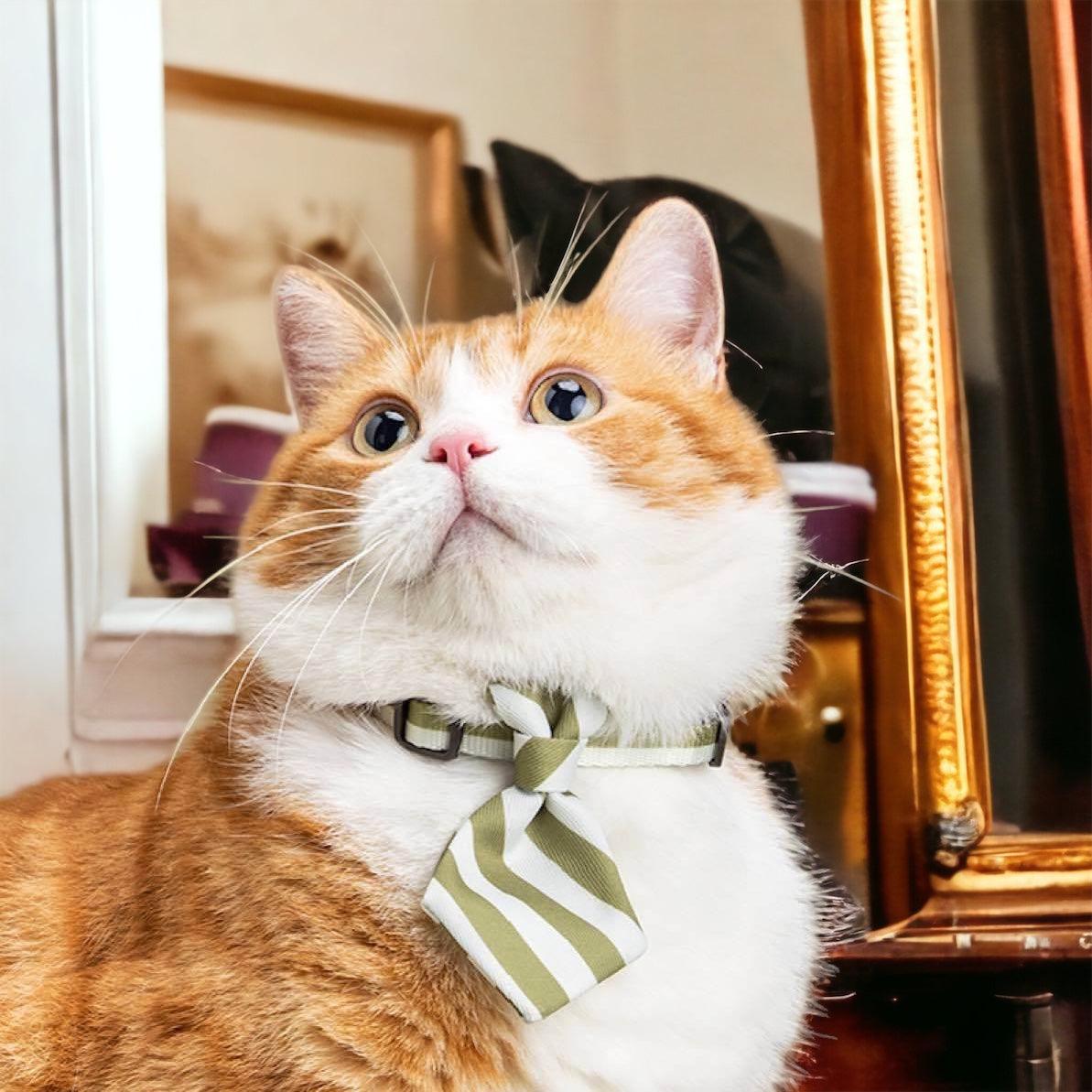 Cat necktie deals collar