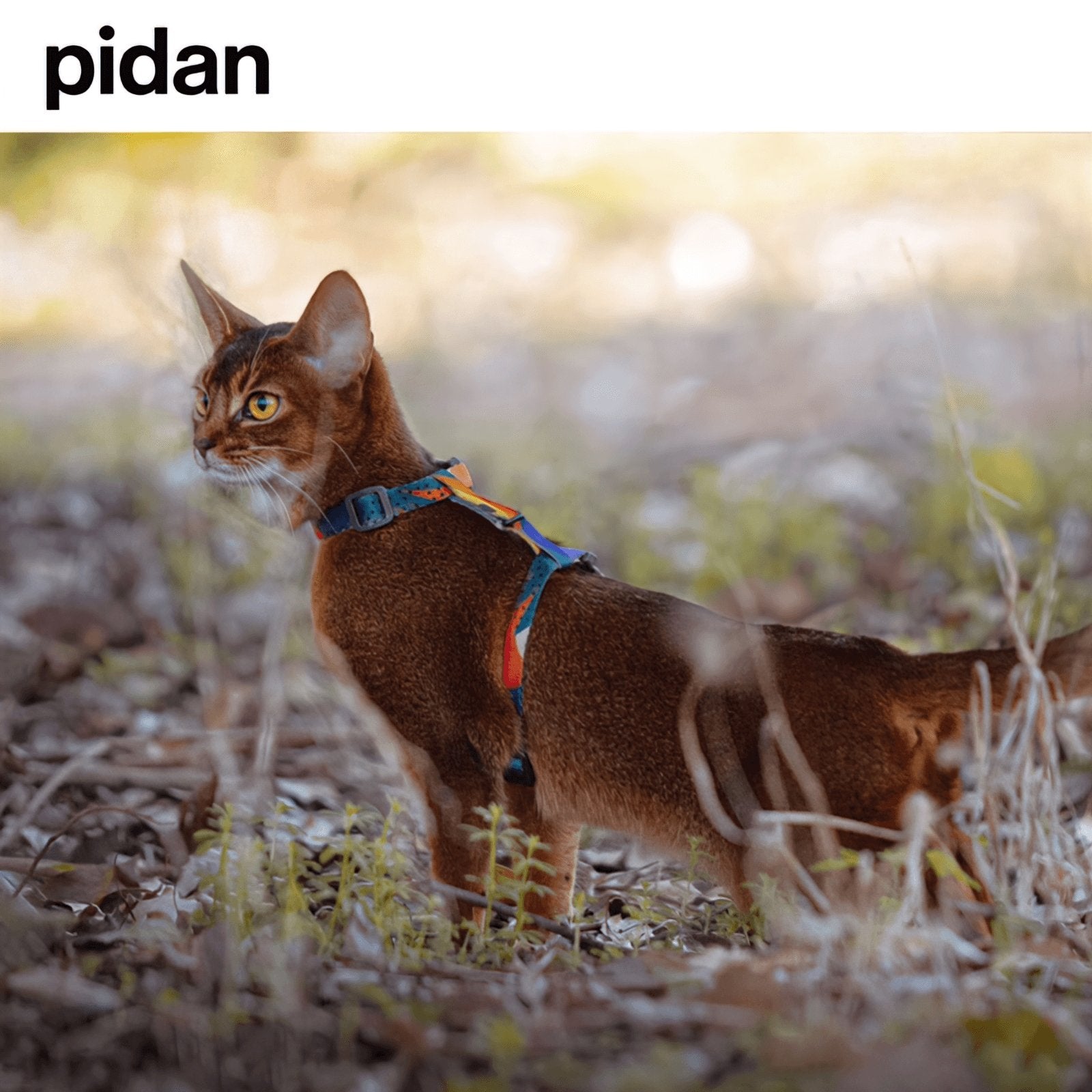 PIDAN Cat Harness & Leash Set - PAWS CLUB