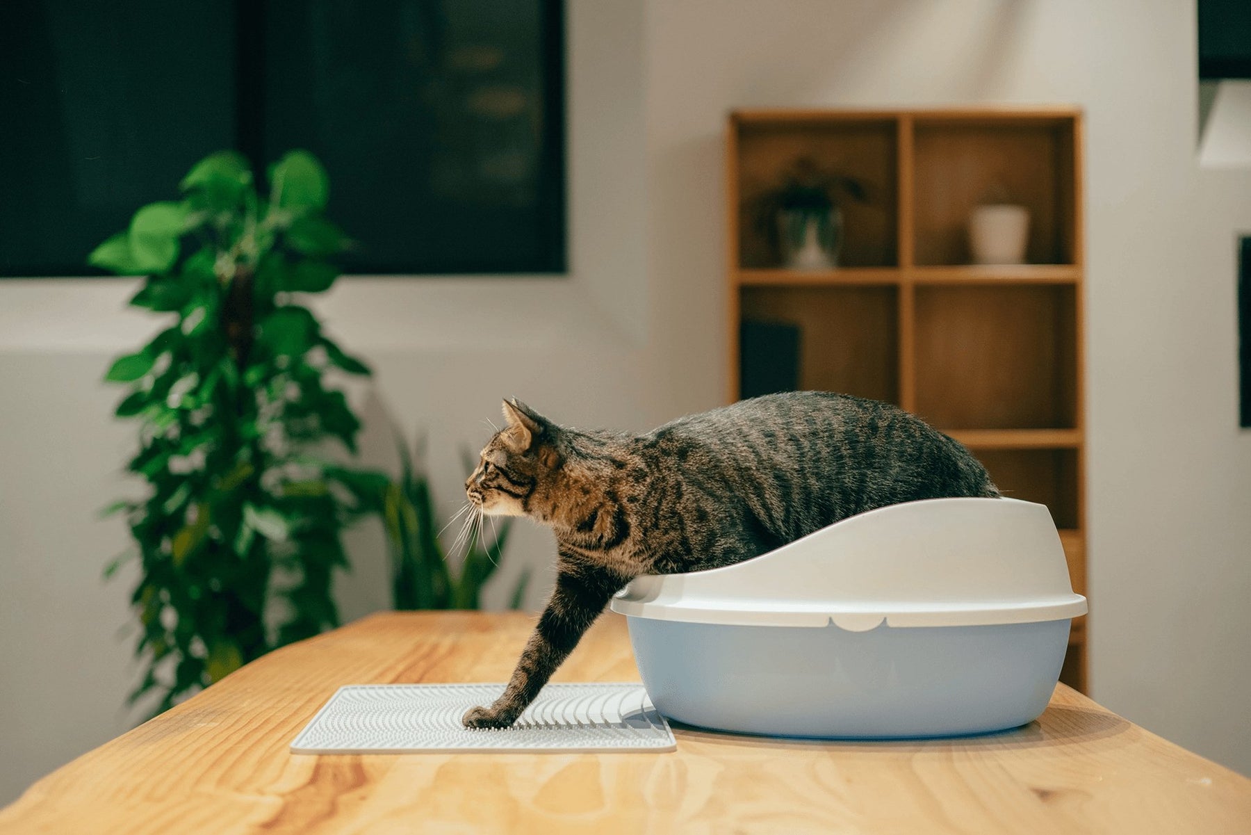 Pidan Cat Litter Mat in Grey – Keep Your Floors Clean - PAWS CLUB