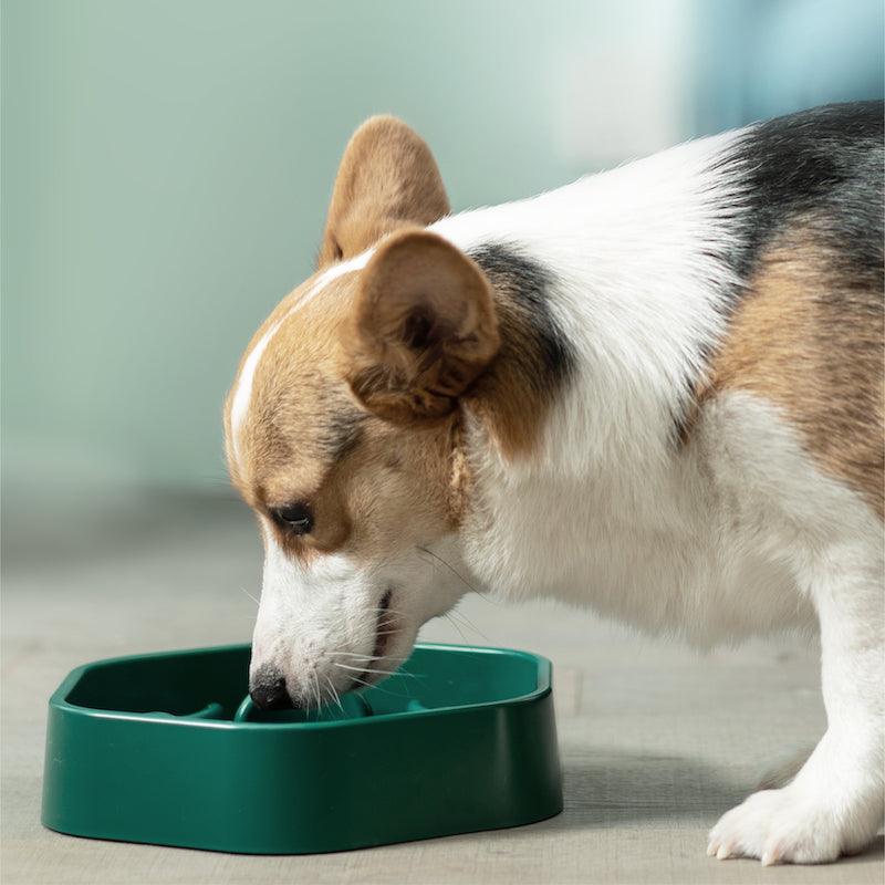PIDAN "Forest" Slow Feed Dog Bowl - Promote Healthy Eating Habits for Your Dog - PAWS CLUB