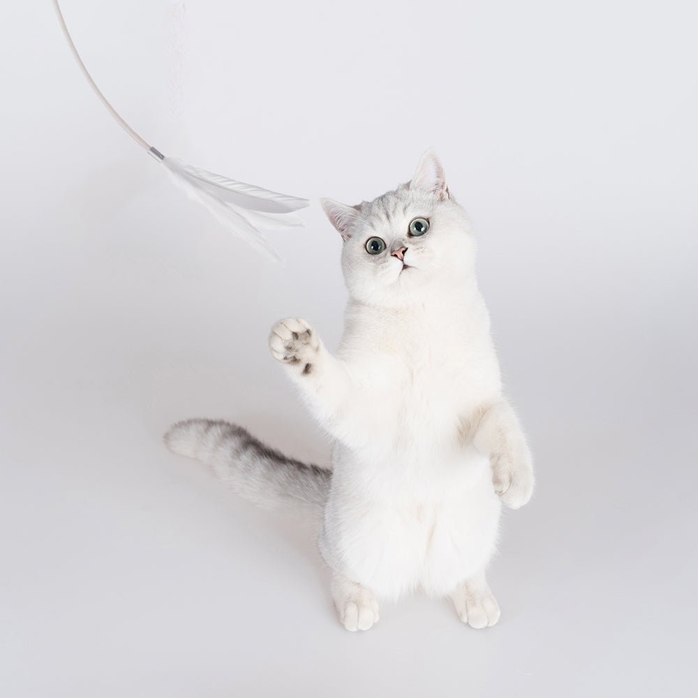 Pidan Grey Extended Teaser - Flexible Cat Play Wand With Natural Feathers - PAWS CLUB