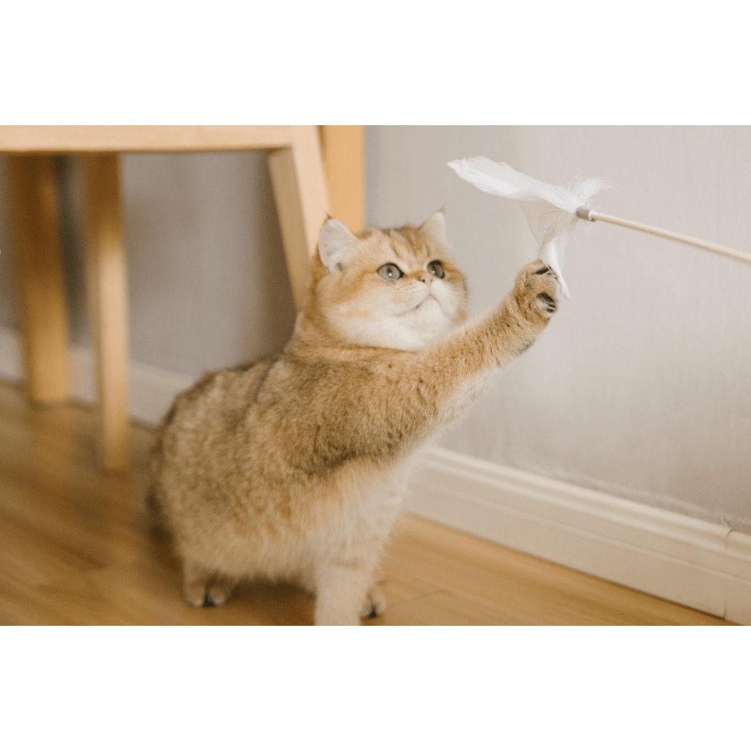 Pidan Grey Extended Teaser - Flexible Cat Play Wand With Natural Feathers - PAWS CLUB