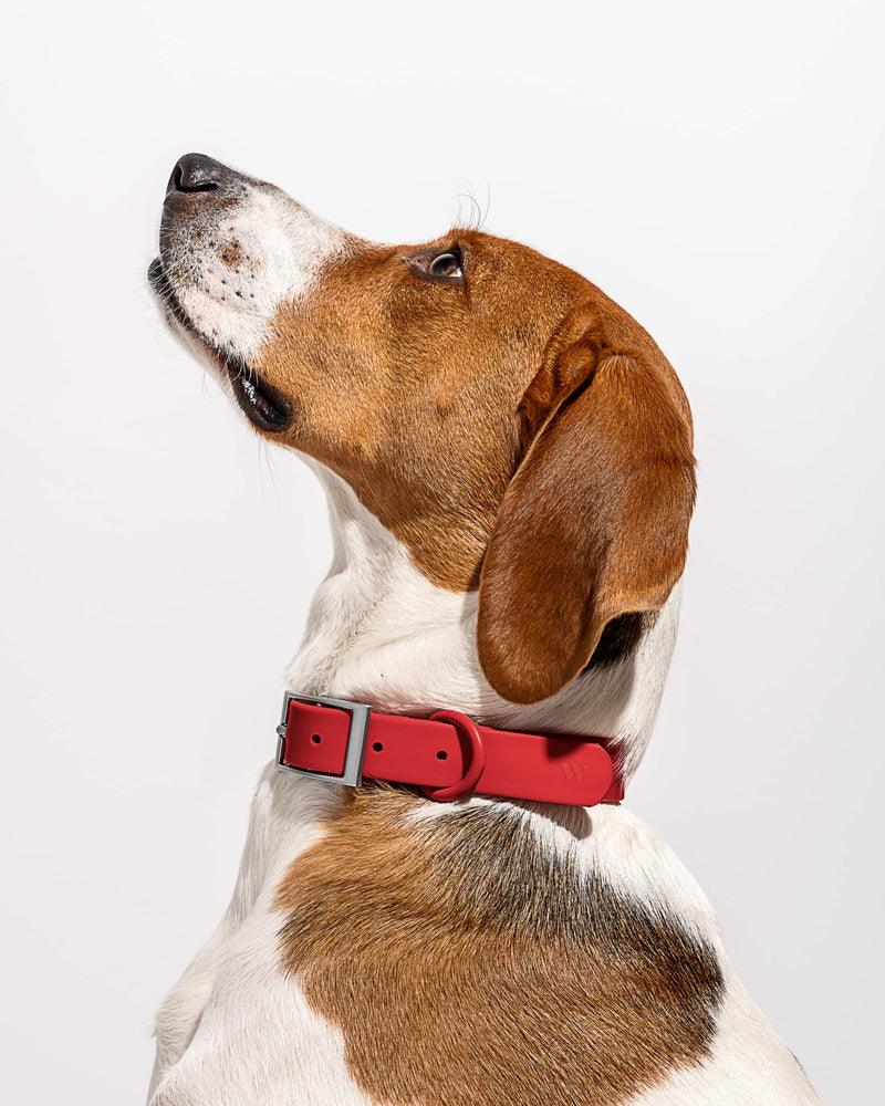 Wild One Dog Collar - PAWS CLUB